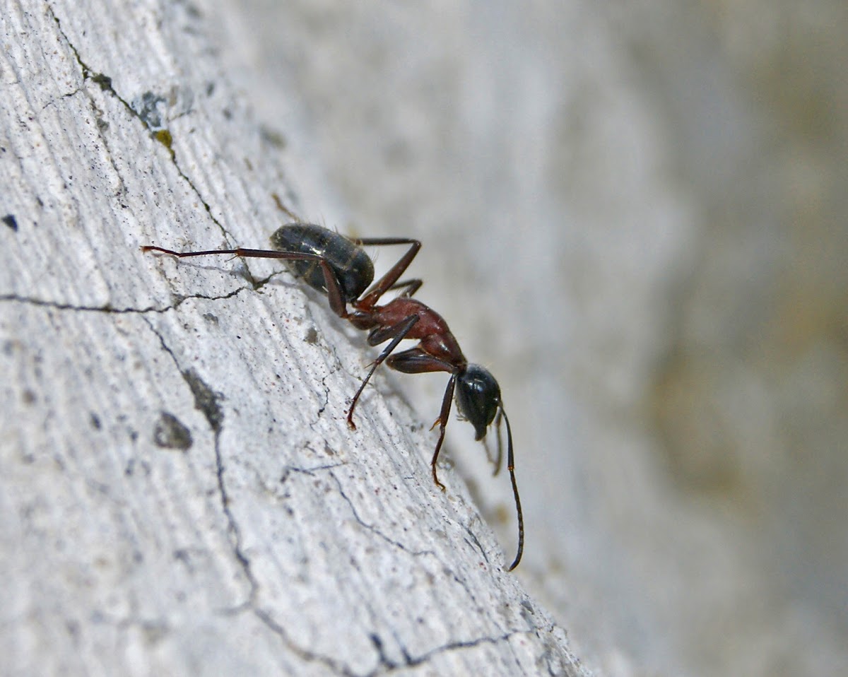 Carpenter Ant