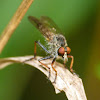 Small robberfly