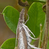 Changeable grass-veneer moth