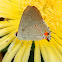 Grey Haistreak Butterfly