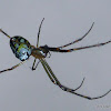 Silver Orb-weaver Spider