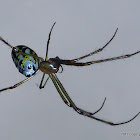 Silver Orb-weaver Spider