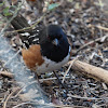 spotted Towhee