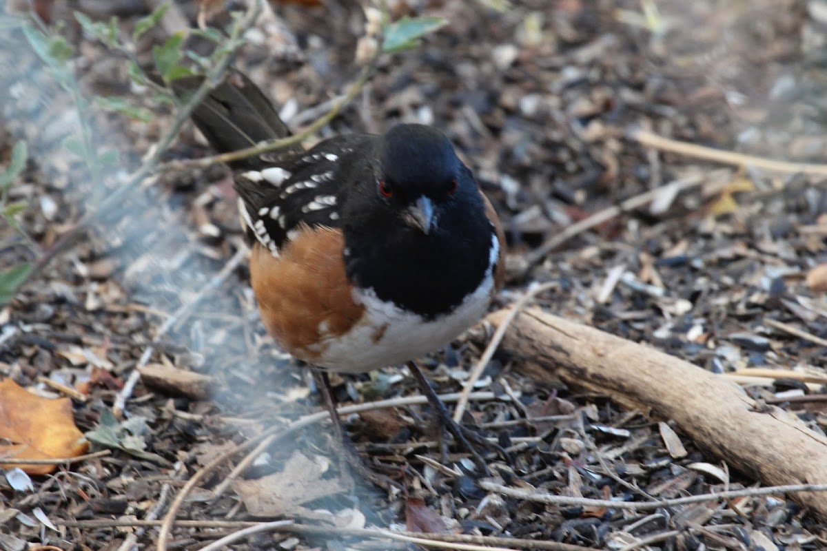 spotted Towhee