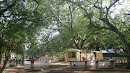 Bo Tree at Vajiragnana Dharmayathanaya