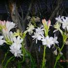 Bunga sedap malam ( indonesia )