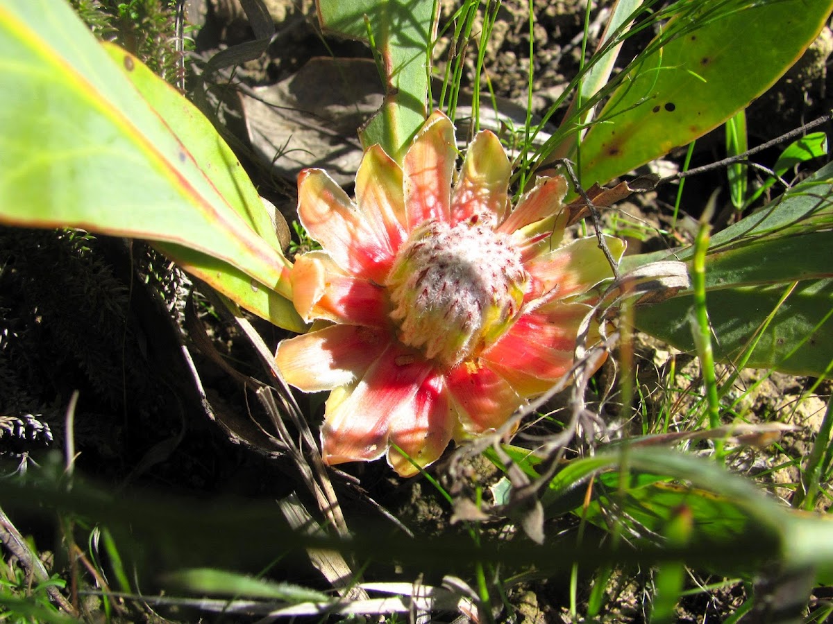 Protea scabra