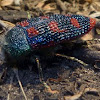 Stigmodera roei (Jewel Beetle)