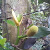 Jackfruit