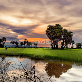 Cambodia's Rice Field by Sedthakun Soi - Landscapes Waterscapes