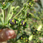 mediterranean spurge; lleteresa vera