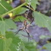Yellow and Black Garden Spider