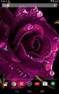 How to install Violet Rose Live Wallpaper 1.1.1 unlimited apk for bluestacks