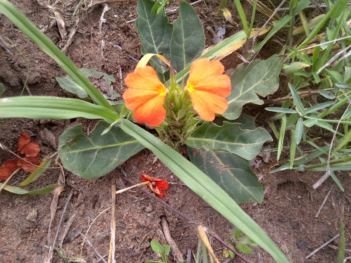 Bushveld Crossandra