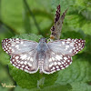 Orcus checkered skipper
