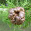 Cedar-Apple Rust Gall