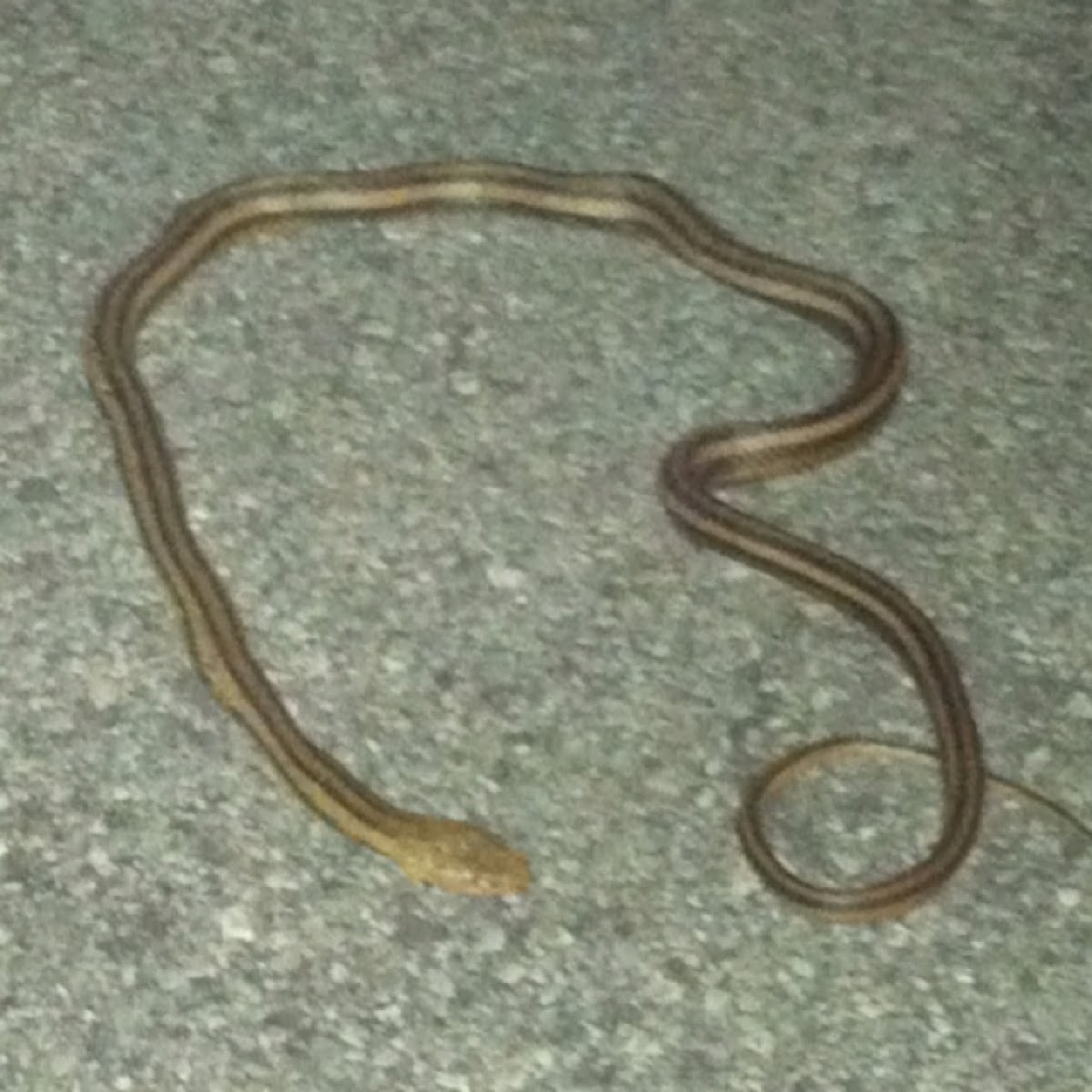 Yellow Rat snake