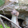 Short tailed weasel