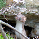 Short tailed weasel