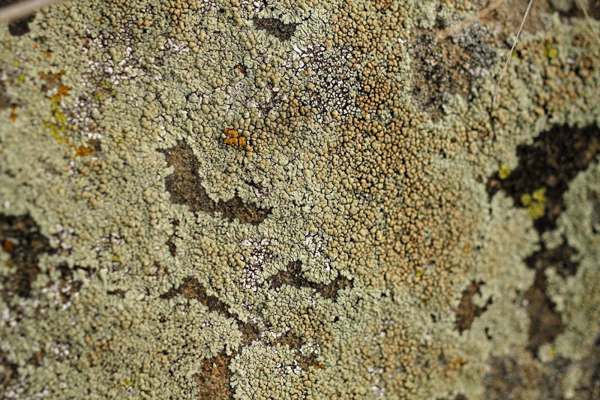 Common Greenshield Lichen