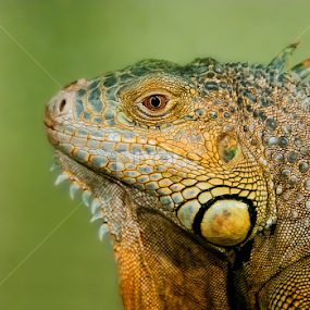 Iguana by Mina Jaguar - Animals Reptiles