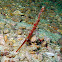 Sawblade Shrimp