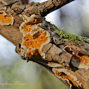 Orange Crust Fungi