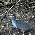 Agami Heron