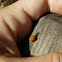 Harlequin ladybird