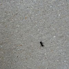 Black carpentar ant