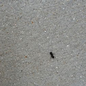 Black carpentar ant