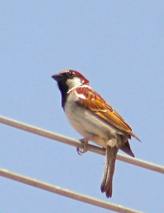 House Sparrow