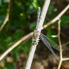 Blue dasher dragonfly (female)