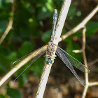 Blue dasher dragonfly (female)
