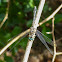 Blue dasher dragonfly (female)