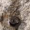Bell-mouth ramshorn snail