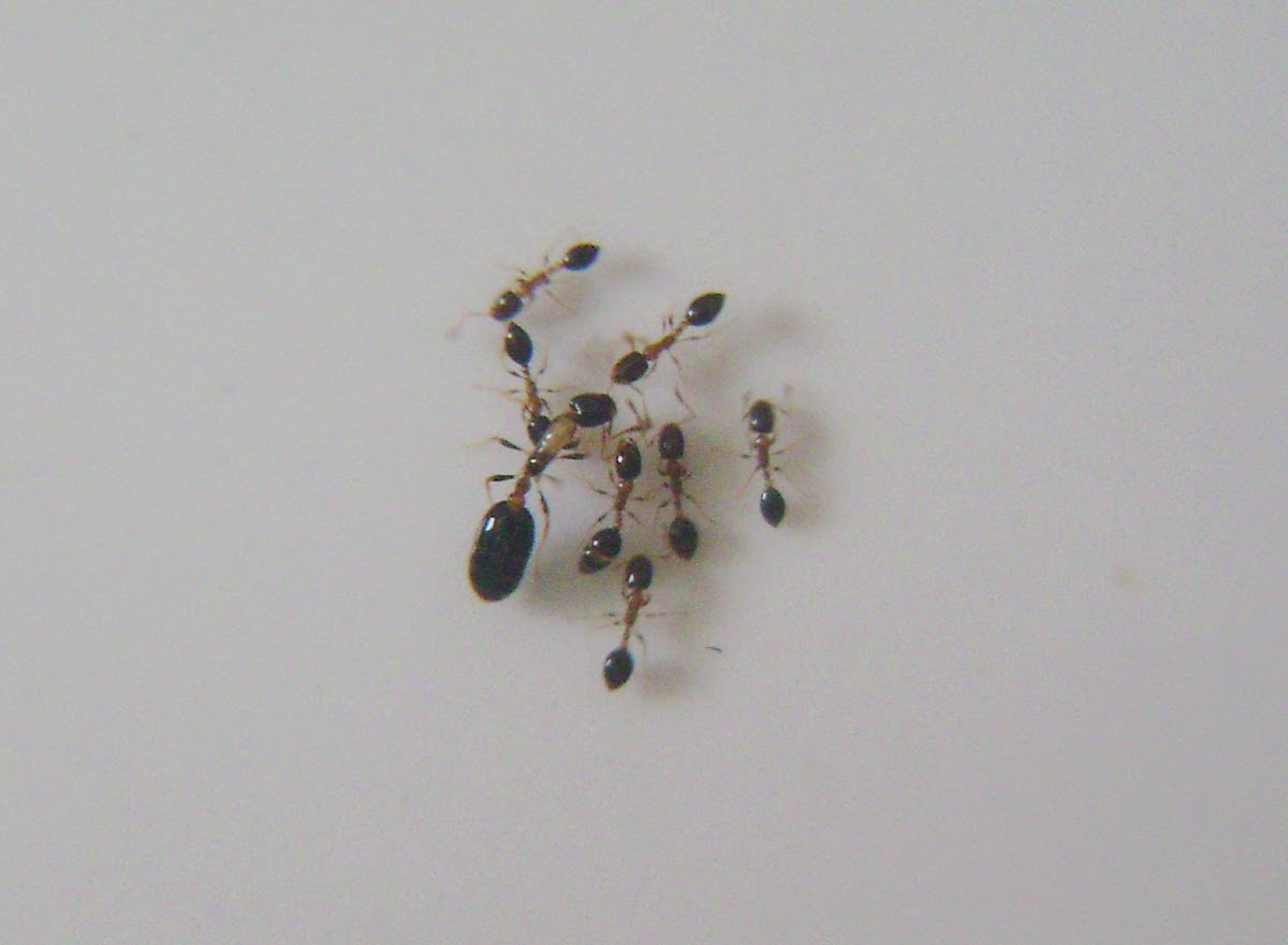 Monomorium