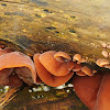 Jelly ear fungus