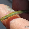 Gulf Pipefish (female)