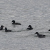 White-winged Scoter