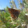 Anicia Checkerspot