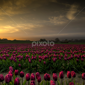 Tulips in the sunset by Kim  Schou - Flowers Flower Gardens