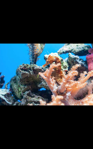 Aquarium HD Live Wallpaper