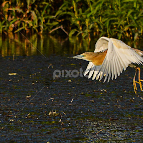 Squacco Heron by Morhaf Aljanee - Animals Birds