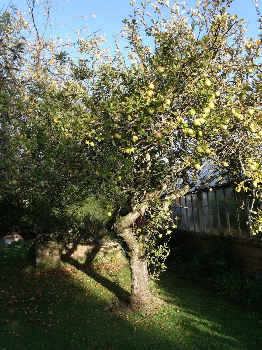 Apple tree