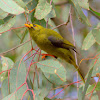 Bell miner bird (Bellbird)