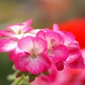 Pretty Nature Scene Picture
