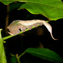 Dead leaf mimic caterpillar