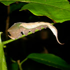 Dead leaf mimic caterpillar