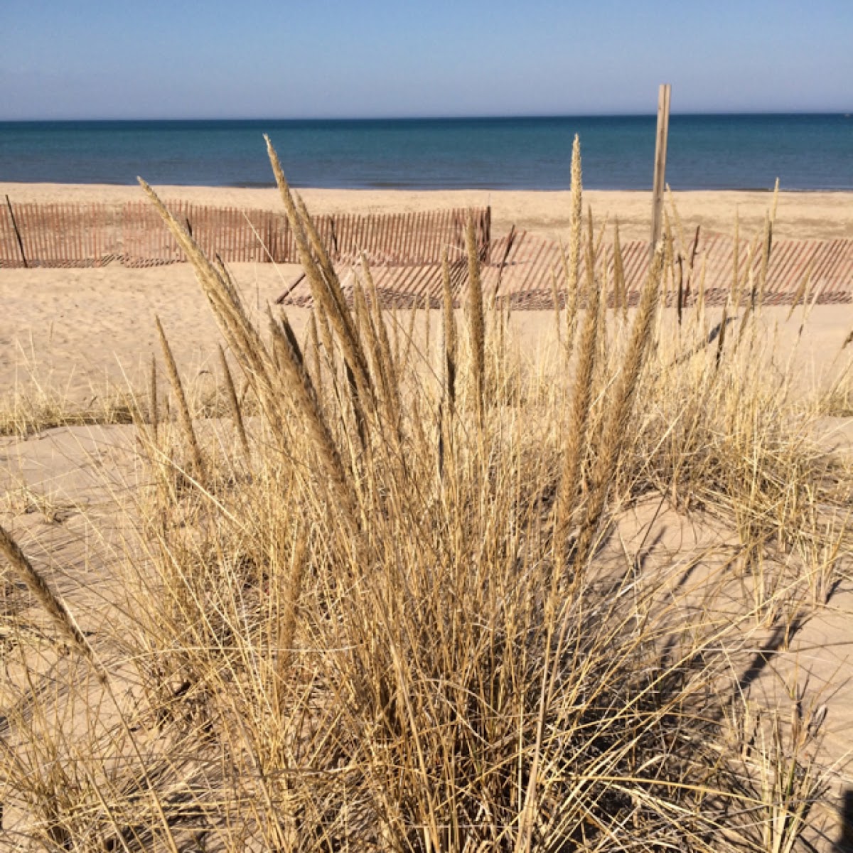 Beach grass, European marram grass, bent grass